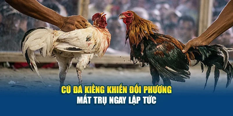 Kỹ Thuật Đá Gà Đòn - Bí Quyết Tạo Đòn Hiểm Chuẩn Xác 6 Cú đá kiềng khiến đối phương mất trụ ngay lập tức